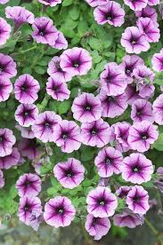 Image result for Petunia hybrida