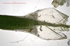 Attēlu rezultāti vaicājumam “Pogonatum nanum”