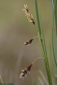 Attēlu rezultāti vaicājumam “Carex paupercula”