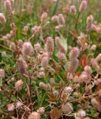 Attēlu rezultāti vaicājumam “Trifolium arvense fruit”