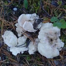 Attēlu rezultāti vaicājumam “Skeletocutis brevispora”