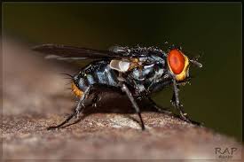 Attēlu rezultāti vaicājumam “Sarcophagidae”