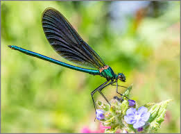 Attēlu rezultāti vaicājumam “Calopteryx virgo male”