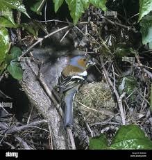 Attēlu rezultāti vaicājumam “Fringilla coelebs nest”