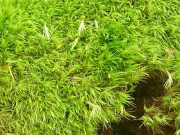 Attēlu rezultāti vaicājumam “Seligeria donniana”