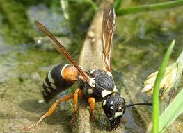 Attēlu rezultāti vaicājumam “Vespidae”