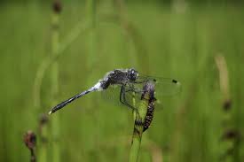 Attēlu rezultāti vaicājumam “Leucorrhinia albifrons”