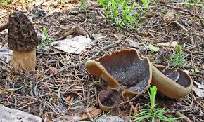 Attēlu rezultāti vaicājumam “Disciotis venosa”