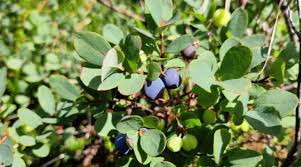 Attēlu rezultāti vaicājumam “Vaccinium uliginosum”