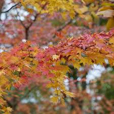 Image result for Acer palmatum `Orange Dream`