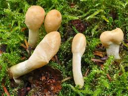 Attēlu rezultāti vaicājumam “Podostroma leucopus”