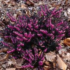 Attēlu rezultāti vaicājumam “Erica x darleyensis flower”