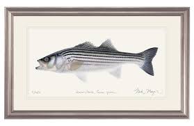 Image result for Morone saxatilis
