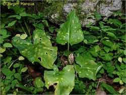 Attēlu rezultāti vaicājumam “Puccinia sessilis”