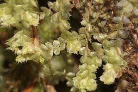 Attēlu rezultāti vaicājumam “Lophocolea coadunata”