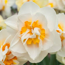 Attēlu rezultāti vaicājumam “Narcissus flower”