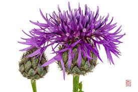 Attēlu rezultāti vaicājumam “Centaurea scabiosa bud”