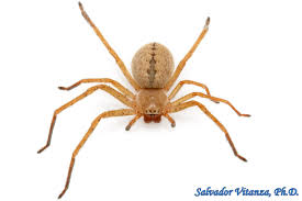 Attēlu rezultāti vaicājumam “Sparassidae”