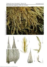 Attēlu rezultāti vaicājumam “Brachythecium campestre”