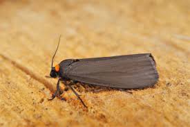 Attēlu rezultāti vaicājumam “Atolmis rubricollis”