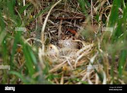 Attēlu rezultāti vaicājumam “Scolopax rusticola eggs”