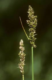 Attēlu rezultāti vaicājumam “Carex paniculata”