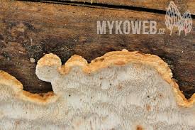 Attēlu rezultāti vaicājumam “Antrodia serialis”