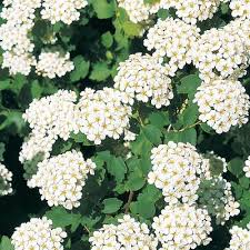 Attēlu rezultāti vaicājumam “Spiraea chamaedryfolia flower”