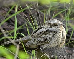 Attēlu rezultāti vaicājumam “Caprimulgus europaeus nest”