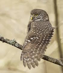 Attēlu rezultāti vaicājumam “Glaucidium passerinum adult”