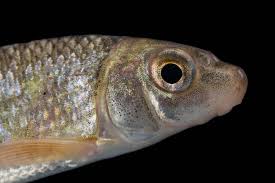 Image result for Moxostoma macrolepidotum