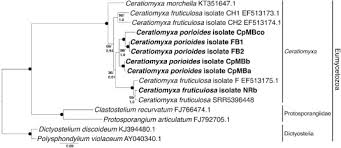 Attēlu rezultāti vaicājumam “Ceratiomyxa morchella young”