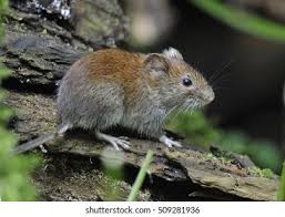 Attēlu rezultāti vaicājumam “Myodes glareolus”