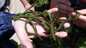 Attēlu rezultāti vaicājumam “Spongilla lacustris”