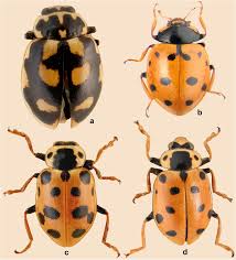 Attēlu rezultāti vaicājumam “Hippodamia tredecimpunctata”