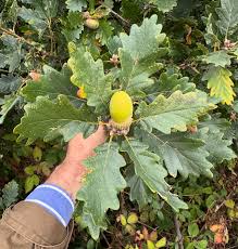 Attēlu rezultāti vaicājumam “Quercus robur fruit”