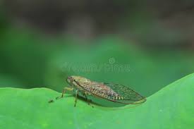 Attēlu rezultāti vaicājumam “Auchenorrhyncha”