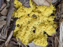 Attēlu rezultāti vaicājumam “Enteridium variabile”