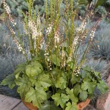 Image result for Silberkerze