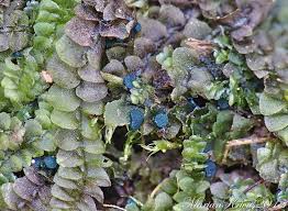 Attēlu rezultāti vaicājumam “Mniaecia jungermanniae”