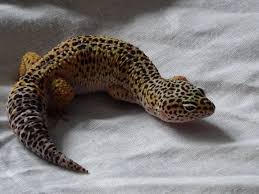 Image result for gravidity leopard gecko