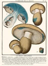 Attēlu rezultāti vaicājumam “Gyroporus cyanescens”