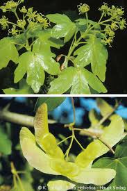 Attēlu rezultāti vaicājumam “Acer campestre flower”