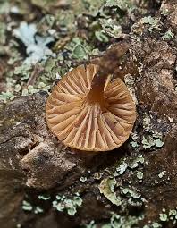 Attēlu rezultāti vaicājumam “Xeromphalina campanella”