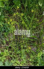Attēlu rezultāti vaicājumam “Draba nemorosa”