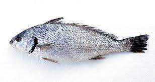 Image result for Umbrina cirrosa