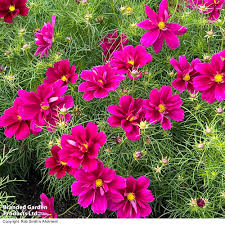 Image result for Cosmos bipinnatus