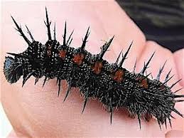 Attēlu rezultāti vaicājumam “Nymphalis antiopa underside”