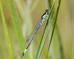 Attēlu rezultāti vaicājumam “Coenagrion armatum male”