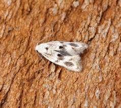 Attēlu rezultāti vaicājumam “Elachista maculicerusella”